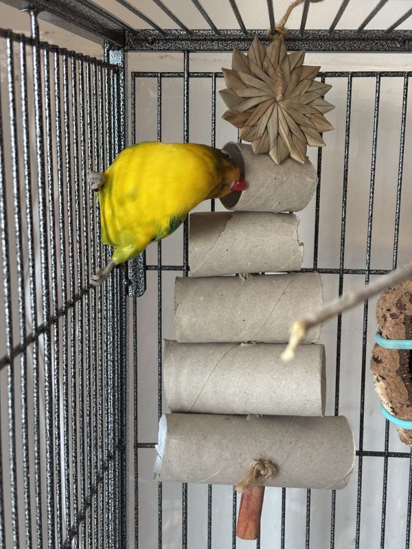 albero con rotoli di cartone