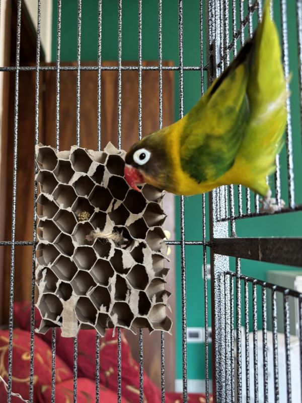 cartone per imballaggio