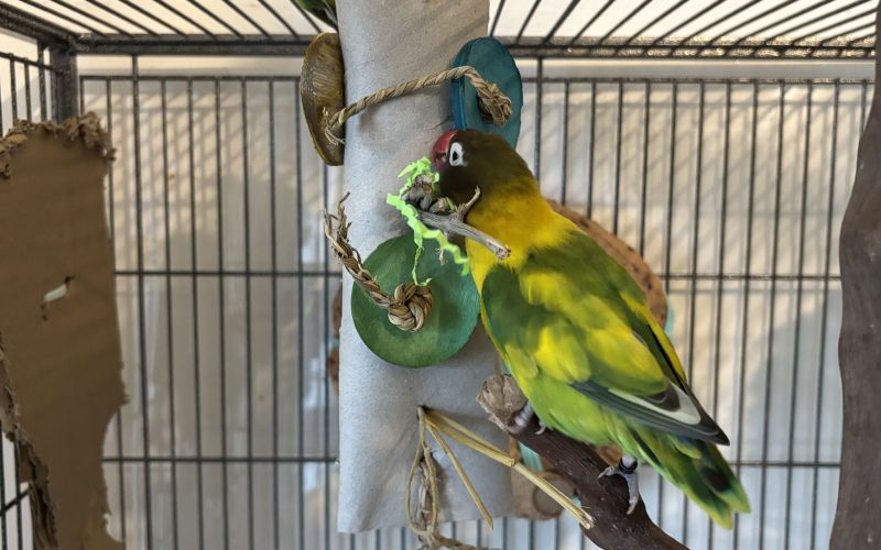 rotolo scottex con bastoncini